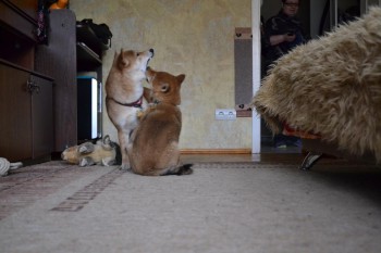 играем с мамой