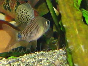 Высокоплавничный барбус, самец