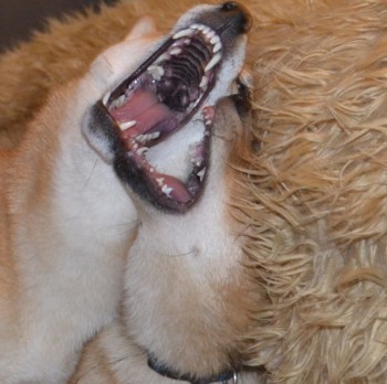 Хоровое пение