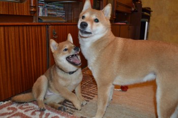 Наследственная улыбка