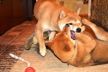 обучение играм и БОЛЬШОЙ ОХОТЕ