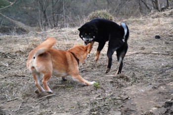 погрызуки -поигруки