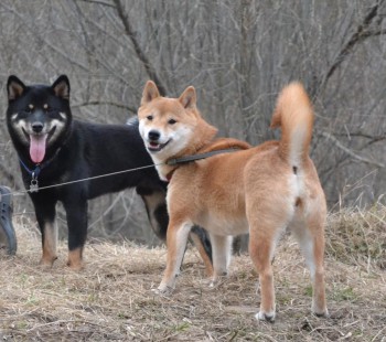 моя любимая стая