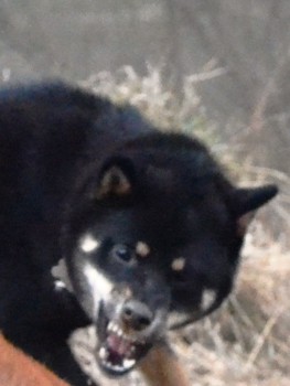 ОЧЕНЬ СТРАШНАЯ СОБАКА!!!