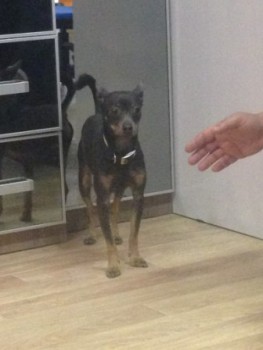 собачка на Симферопольском — копия.jpg