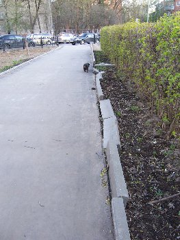 новый асфальт и бордюры на сквере