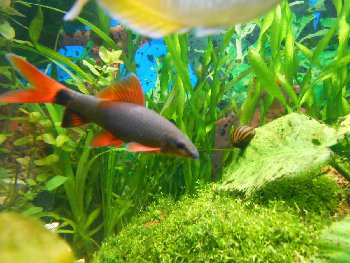 Это драчунишка большой