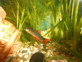 Это мирный тихоня