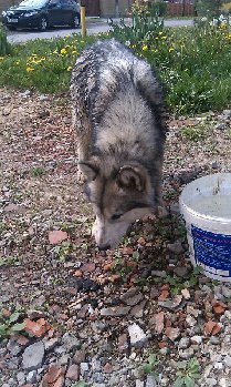 Два маламута Покров1.jpg