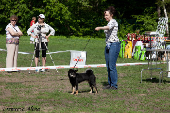 НИППО 2014 класс вакай  2 -молодые кобели от 12 до 18 мес