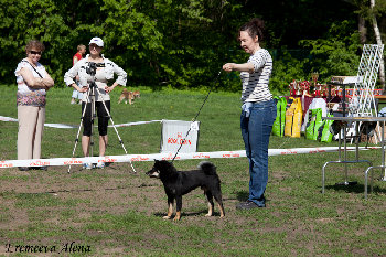 НИППО 2014 класс вакай  2 -молодые кобели от 12 до 18 мес