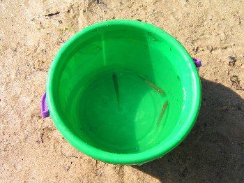 Вода из пруда