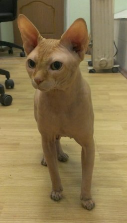 Котик лысый найден 25 мая 2014 — копия.jpg