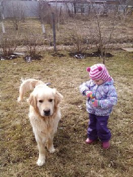 Гольден из Климовска2 — копия.jpg