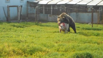 медведь и свинья.jpg