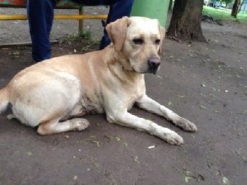 Лабр в 4 микрорайоне — копия.jpg