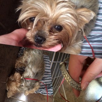 йорк 6 июня 2014 — копия.jpg