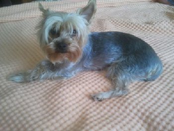 Йорк найден на Гривно 30 мая — копия.jpg