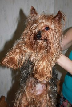 йорк обросший — копия.jpg