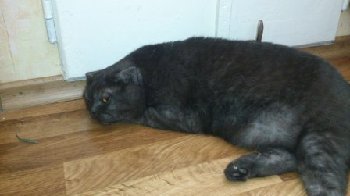 британка у магазина Буратино.jpg