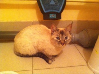 сиамка найдена в кузнечиках.jpg