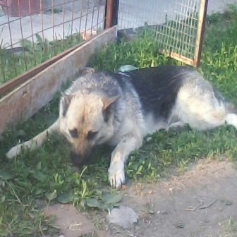 пропала ВЕО в Щепчинках — копия.jpg