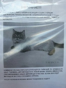 кошка на южном найдена.jpg