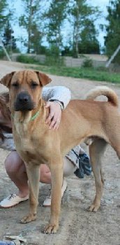 собака у Острова Сокровищ — копия.jpg