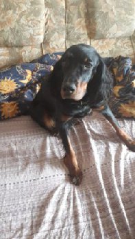 Полли из Климовска пропала 11 июня — копия.jpg