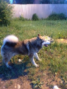 маламут в подольске — копия.jpg