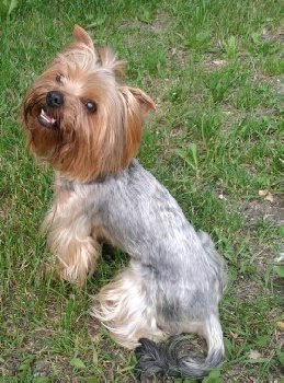 йорк потерян на Южном 15 июня — копия.jpg