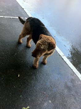 эрдельтерьер — копия.jpg