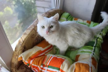 1 — копия.JPG