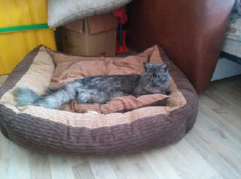 кошка  найдена на ул. Юбилейная  д.13.jpg