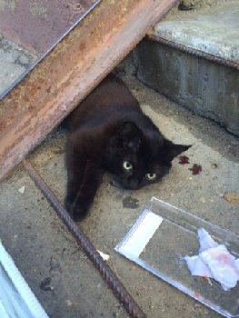 кошка на ул. Рабочая.jpg