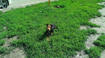 терьер метис в 3 микрорайоне.jpg