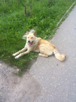 пес на львовке.jpg