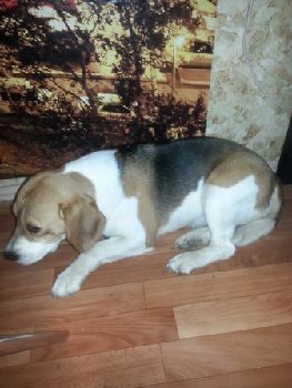 в кузнечиках пес.jpg