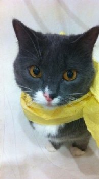 кот 28 июня.jpg