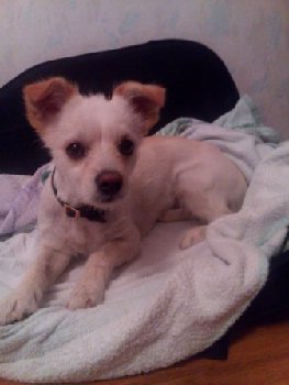 кузнечики собака 3 июля.jpg