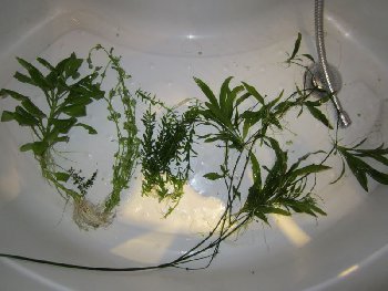 IMG_3353 (800x600).jpg