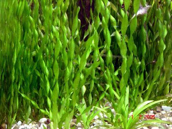 Vallisneria-spiralis.jpg