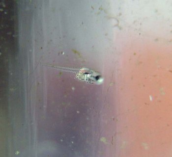 4 дни от роду