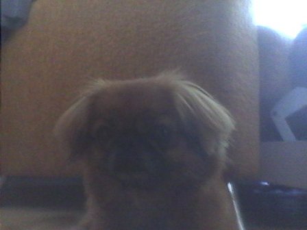 кузнечики пекинес 12 июля — копия.jpg