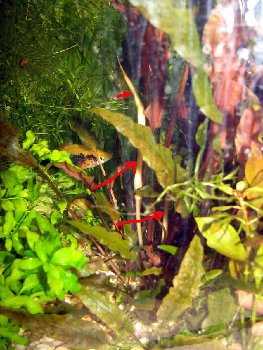 Покрывало цветка, лимб. Отмечены стрелками<br />Меченосец, и тот дивится...