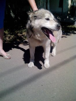 ХАСКИ У ВИТЯЗЯ 13 ИЮЛЯ.jpg