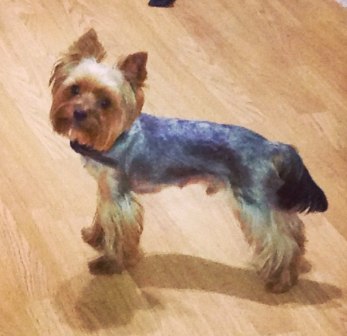 йорк 10 июля.jpg