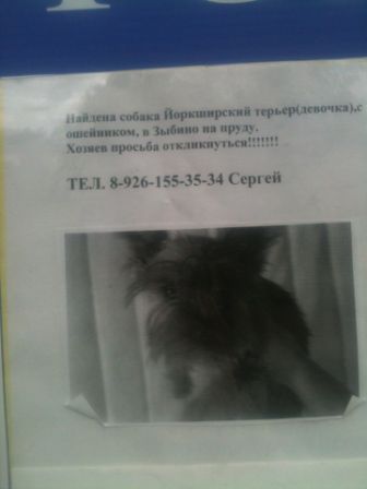 йорк зыбино — копия.jpg