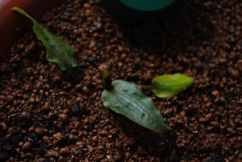 кстати при посадки листья у нее были коричневые