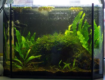 Сразу после &quot;уборки&quot;. Вода еще мутновата.